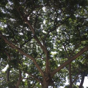 Meet your Posher, Willis